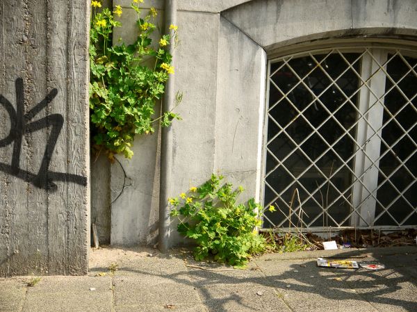 Casa de 5 quartos no Castelinho